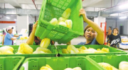 农产品批发,繁荣城乡经济的重要纽带