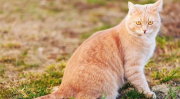猫的寿命,探究喵星人的健康与长寿之道